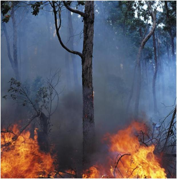 forest-fire
