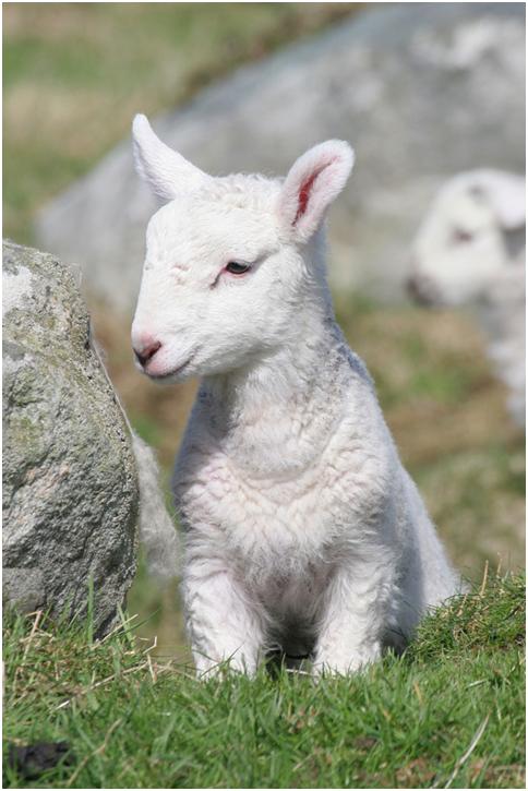 lamb