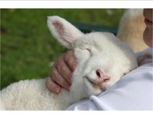 shepherd-and-lamb-pic2